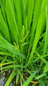 팜모닝 벼·자유게시판 게시글 이미지