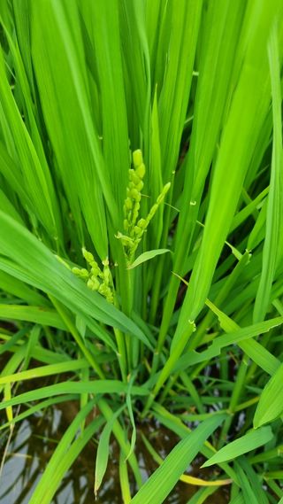 오학봉(멀티팜)님의 벼 · 자유게시판 작성글 사진