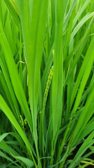 오학봉(멀티팜)님의 벼 · 자유게시판 작성글 사진