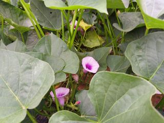 성주 농업인님의 자유주제 · 자유게시판 작성글 사진