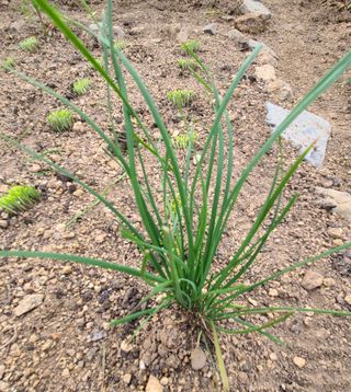 초록그린 님의 파 · 병해충상담 작성글 사진