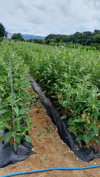 박순덕님의 참깨 · 자유게시판 작성글 사진