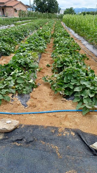 박순덕님의 참깨 · 자유게시판 작성글 사진