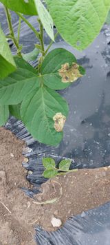 팜모닝 콩·자유게시판 게시글 이미지