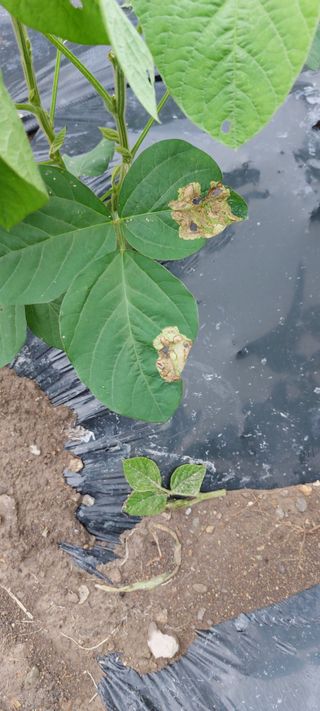 그린님의 콩 · 자유게시판 작성글 사진