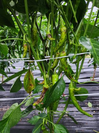 kis님의 고추 · 병해충상담 작성글 사진