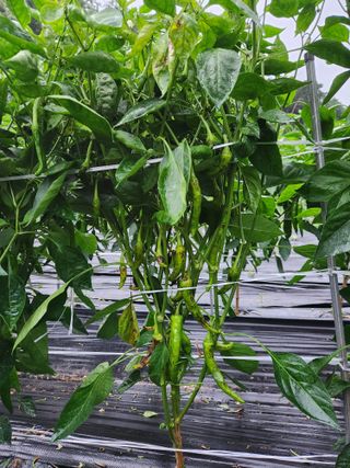 kis님의 고추 · 병해충상담 작성글 사진