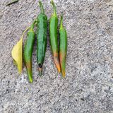 팜모닝 고추·비료•농약 게시글 이미지