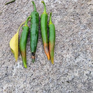 가야산자락한수덕님의 고추 · 비료•농약 작성글 사진