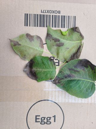 고갑윤님의 배 · 병해충상담 작성글 사진