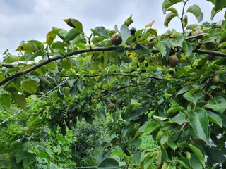 고갑윤님의 배 · 병해충상담 작성글 사진