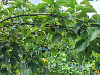 고갑윤님의 배 · 병해충상담 작성글 사진