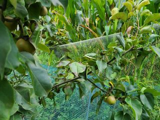 고갑윤님의 배 · 병해충상담 작성글 사진