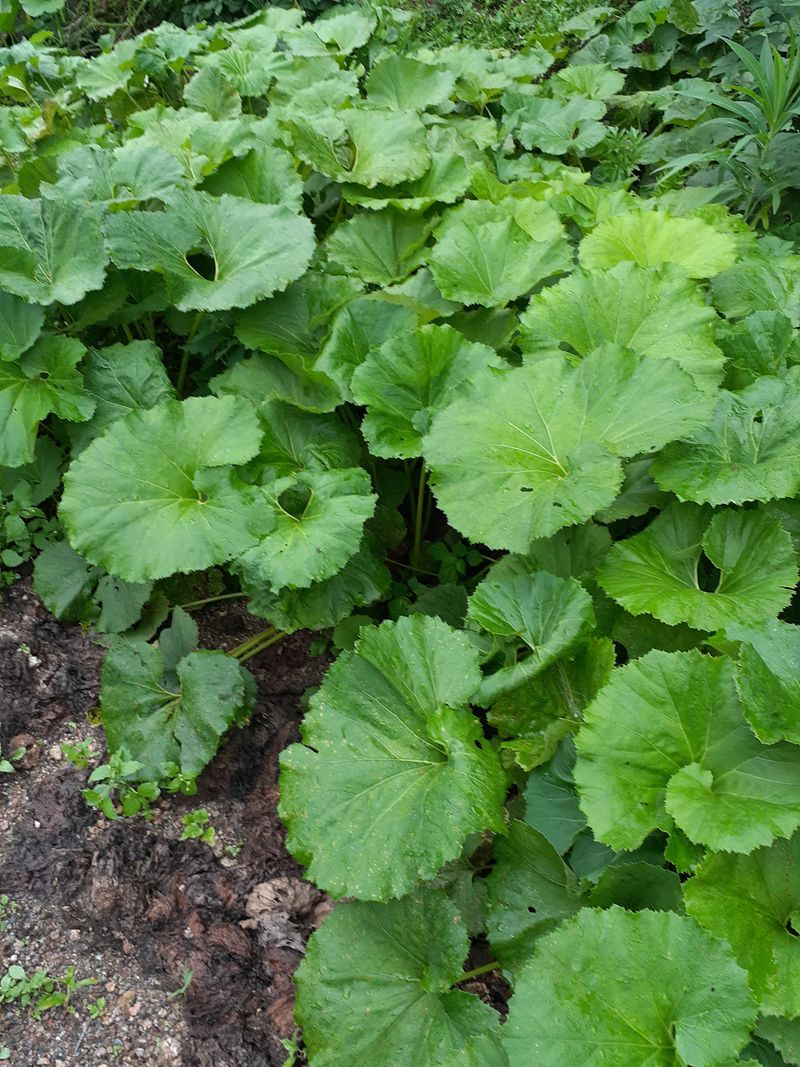 장터 상품 [머위 1kg] 썸네일