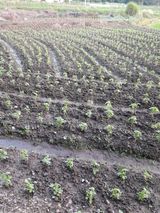 팜모닝 들깨·자유게시판 게시글 이미지