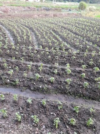 이순옥님의 들깨 · 자유게시판 작성글 사진