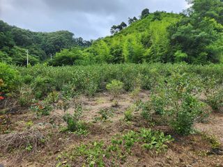 이덕수님의 고추 · 일상 작성글 사진