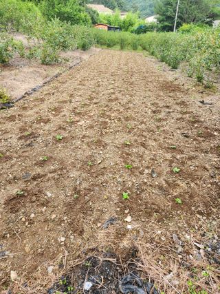 이덕수님의 고추 · 일상 작성글 사진