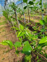 팜모닝 기타작물·병해충상담 게시글 이미지