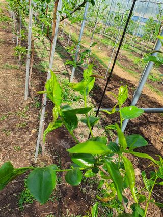 박형오 님의 기타작물 · 병해충상담 작성글 사진