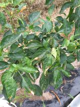 팜모닝 고추·비료•농약 게시글 이미지