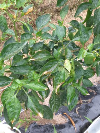 현경출님의 고추 · 비료•농약 작성글 사진