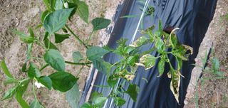 복이네님의 고추 · 병해충상담 작성글 사진