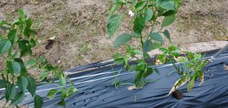 복이네님의 고추 · 병해충상담 작성글 사진