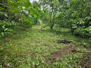 김성열님의 감 · 영농일지 작성글 사진