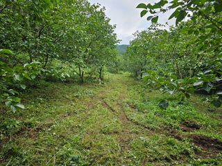 김성열님의 감 · 영농일지 작성글 사진