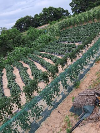 김재희님의 최고의 제초제는 무엇인가요? · 참여 작성글 사진