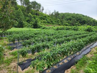 옥수수5483님의 고추 · 영농일지 작성글 사진
