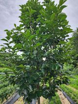 팜모닝 감·영농일지 게시글 이미지