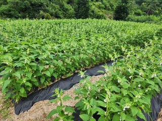 옥수수5483님의 감 · 영농일지 작성글 사진
