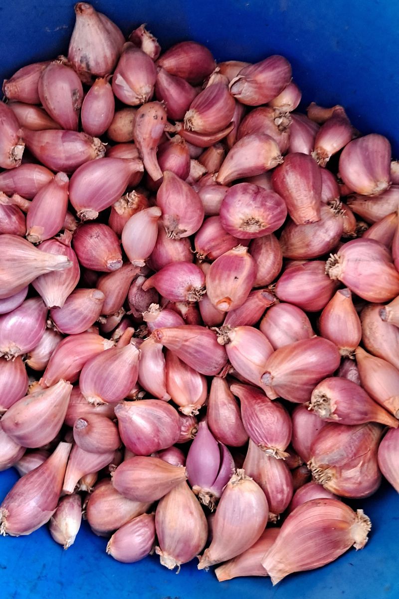 장터 상품 [(판매완료)쪽파씨 판매] 썸네일