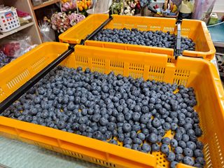 무지개블루베리농장 님의 블루베리 · 영농일지 작성글 사진