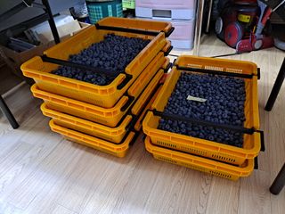 무지개블루베리농장 님의 블루베리 · 영농일지 작성글 사진