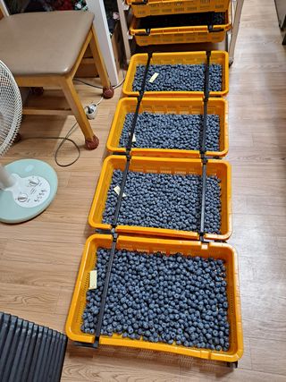 무지개블루베리농장 님의 블루베리 · 영농일지 작성글 사진