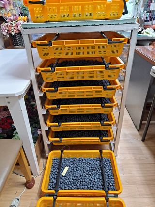 무지개블루베리농장 님의 블루베리 · 영농일지 작성글 사진