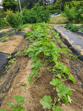 이종민 풍운아 님의 양배추 · 영농일지 작성글 사진
