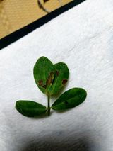 팜모닝 기타작물·병해충상담 게시글 이미지