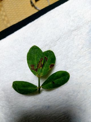 임곡농장김향중님의 기타작물 · 병해충상담 작성글 사진