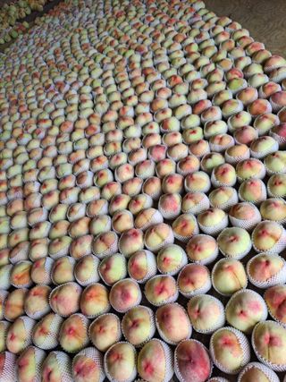 딱딱이~~님의 복숭아 · 자유게시판 작성글 사진