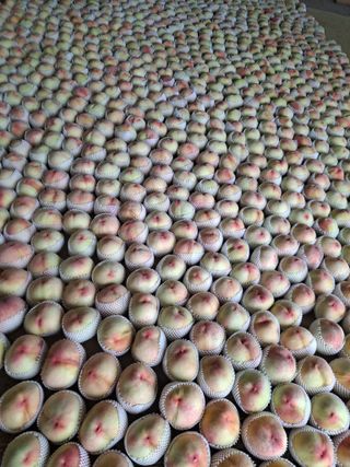 딱딱이~~님의 복숭아 · 자유게시판 작성글 사진