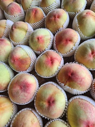 딱딱이~~님의 복숭아 · 자유게시판 작성글 사진