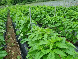 참깨6253님의 참깨 · 영농일지 작성글 사진