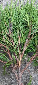 팜모닝 기타작물·병해충상담 게시글 이미지