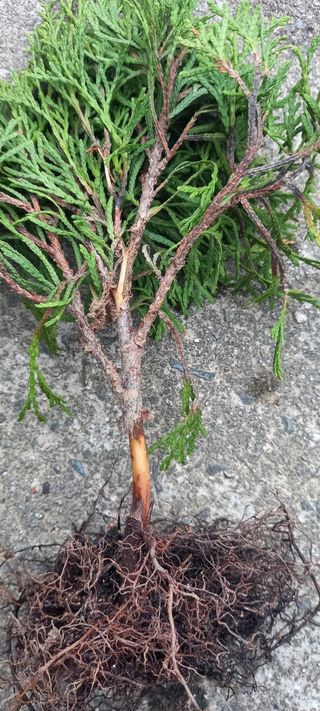 김대현(청솔)님의 기타작물 · 병해충상담 작성글 사진