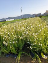 팜모닝 기타작물·자유게시판 게시글 이미지