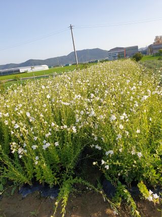 도시부부농부님의 기타작물 · 자유게시판 작성글 사진